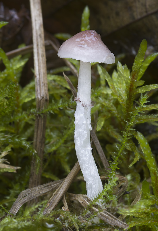 Stropharia inuncta